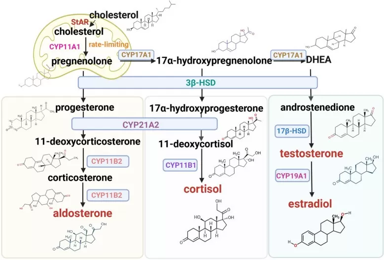 Overview of steroidogenesis pathway from cholesterol to major steroid hormones